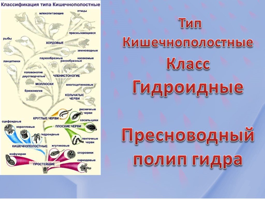 Клир ссылка на кракен 2025