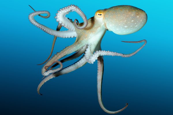 Kraken это