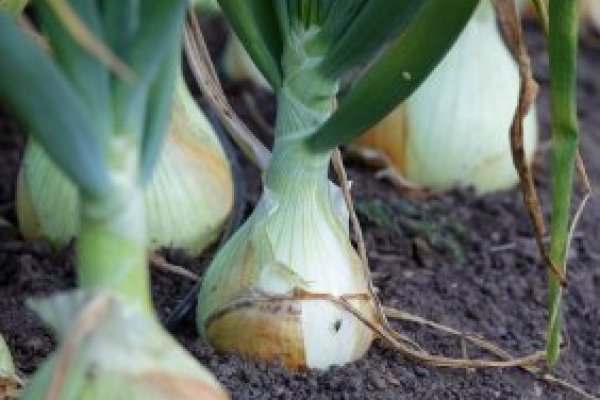 Kraken адрес onion